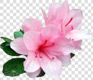 Azalea  HD Png Download