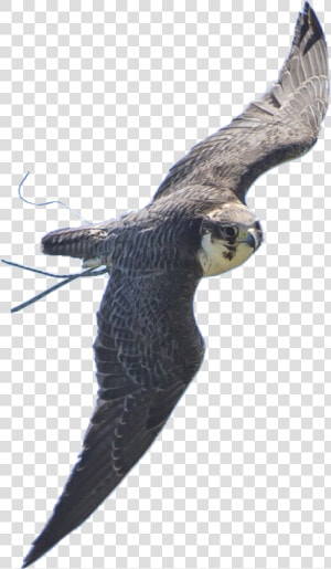 Falconry Display Team   Falconry Png  Transparent Png