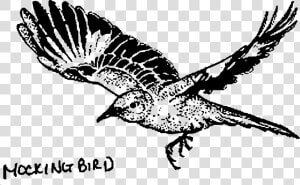 Mockingbird Png  Transparent Png