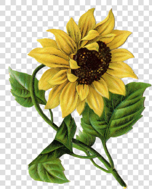 Vintage Sunflower Drawing Clipart   Png Download   Drawing Sunflower  Transparent Png