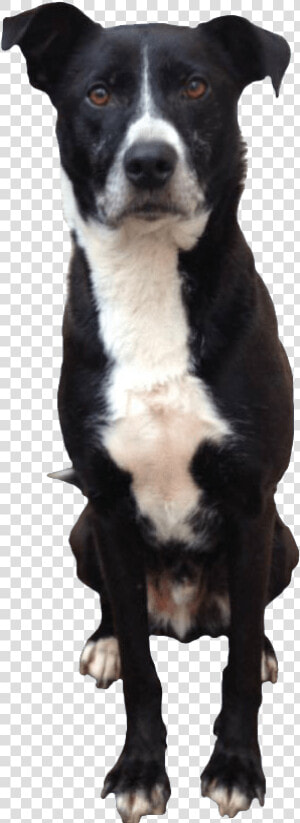 Black And White Dog Sitting Down Transparent Image   Dog Sitting With Transparent Background  HD Png Download