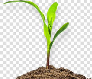 Transparent Soil Clipart   Mud Plant Png  Png Download