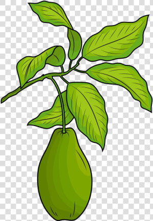 Fig Leaf Png  Transparent Png