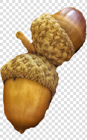  acorns  acorn   Acorn  HD Png Download