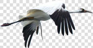 Cranes The Bird Transparent  HD Png Download