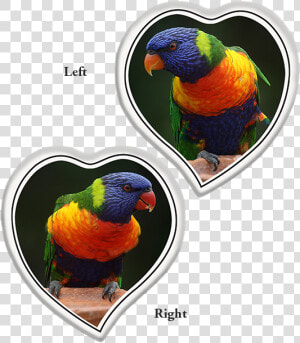 Tear Shaped Heart Left Or Right   World Parrot Day  HD Png Download