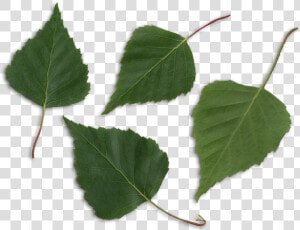 Betula Pendula Scanned Leaves   Birch Leaf Png  Transparent Png