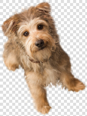Dog Doll Png   Small Dog Transparent Background  Png Download