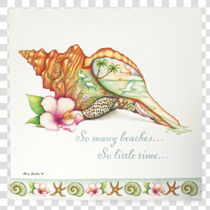 Horse Conch Graphics  HD Png Download