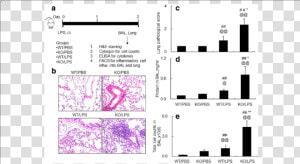 Lack Of Socs3 Induced More Severe Acute Lung Injury   Lps Induced Inflammation In Lung And Facs Analysis  HD Png Download