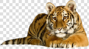 Tiger Png Photo   Cute Tiger  Transparent Png
