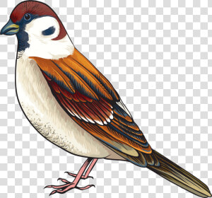 Bird Png Clipart   Bird Clipart  Transparent Png