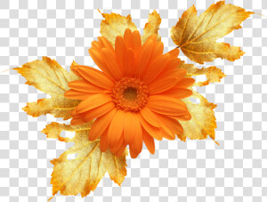  daisy  red  bloom  frame  flower  border  flowers   Осенние Цветы Пнг  HD Png Download