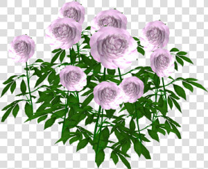 Floribunda  HD Png Download