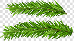 Pine Tree Branches Png   Pine Tree Branch Png  Transparent Png