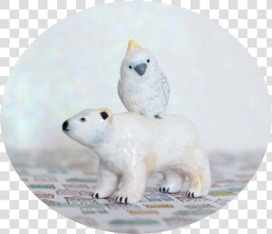 Polar Bear And Cockatoo  HD Png Download