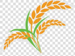 Transparent Rice Clipart   Rice Plant Clipart Png  Png Download