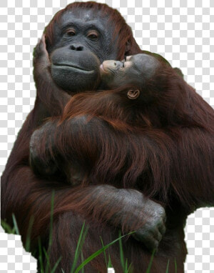 Monkey Holding Baby Monkey  HD Png Download