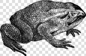 Reptile art toad   Frog  HD Png Download