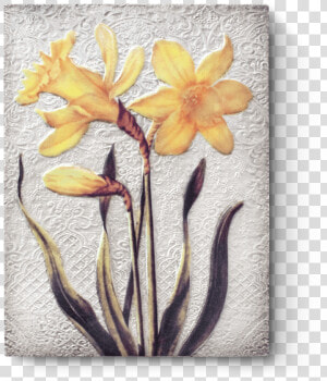 Narcissus  HD Png Download