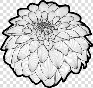 Botany plant flower   Common Zinnia  HD Png Download