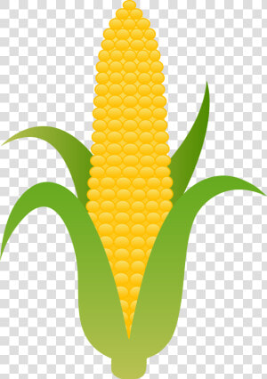 Corn Cob Clipart Graphic Library 92 Corn On The Cob   Corn On The Cob Clipart  HD Png Download