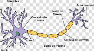 Neurona Wiki Cat   Parts Of The Neuron  HD Png Download