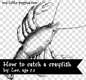 How To Catch A Crayfish   Crab Mythology  HD Png Download