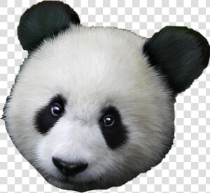  panda  pandaface  freetoedit   Good Morning Love Panda  HD Png Download