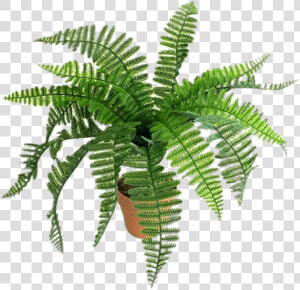 Artificial Fern   Helechos Dibujo Png  Transparent Png