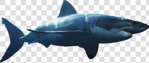 Bull Shark Png   Great White Shark Transparent Background  Png Download