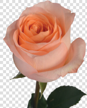Floribunda  HD Png Download