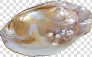 Pearl Oyster Png  Transparent Png