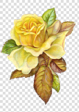 Free Catholic Rose Cliparts   Yellow Vintage Flowers Png  Transparent Png