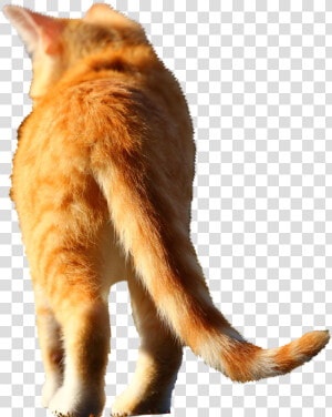 Cat Jumps  HD Png Download