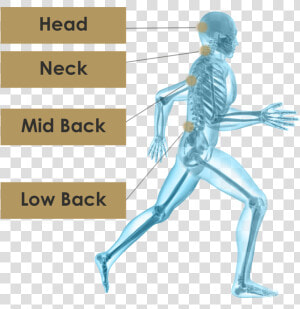 Orthopedic Image Png  Transparent Png