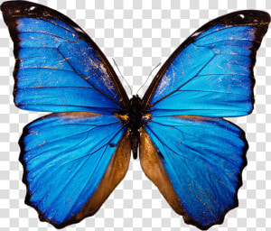 Moths And   Blue Butterfly Png  Transparent Png