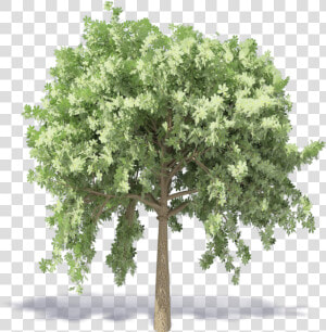 Chestnut Tree   Kastanienbaum Png  Transparent Png