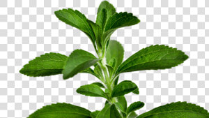 Transparent Stevia Png   Stevia Leaf Png  Png Download