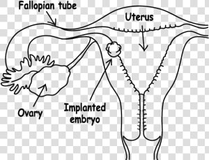Embryo Implantation   Implantation Of Embryo Diagram  HD Png Download