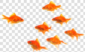 Underwaterfish My Ftestickers Sticker   Fish Picsart  HD Png Download