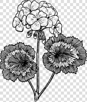Geranium   Geranium Black And White  HD Png Download