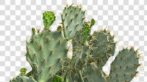Eastern Prickly Pear  HD Png Download