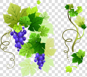 Vine   Grape Vine Vector Png  Transparent Png