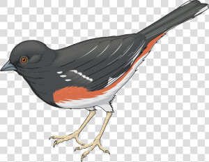 Grey Bird Png Clipart   Realistic Bird Clipart  Transparent Png