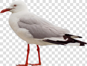 Seagull Png  Transparent Png