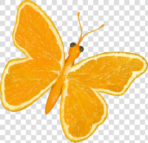 Citrus Fruit Butterfly Clip Arts   Yellow Butterfly Cartoon  HD Png Download