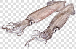 Patagonian Squid   Giant Squid  HD Png Download