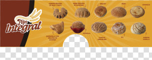 Concha Png  Transparent Png