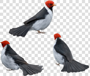 Bird   Png Download   Finch  Transparent Png